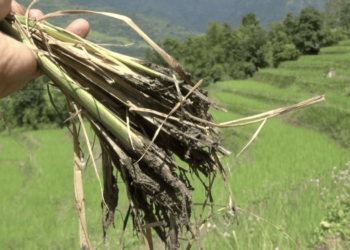 Mole cricket damages paddy in Radhi, Trashigang